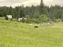 sub-irrigated pasture for horses, about five acres are fenced, setback from the main road for privacy but easy to get to.