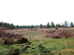 Field