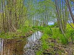 North Fork Stranger Creek