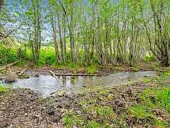 North Fork Stranger Creek